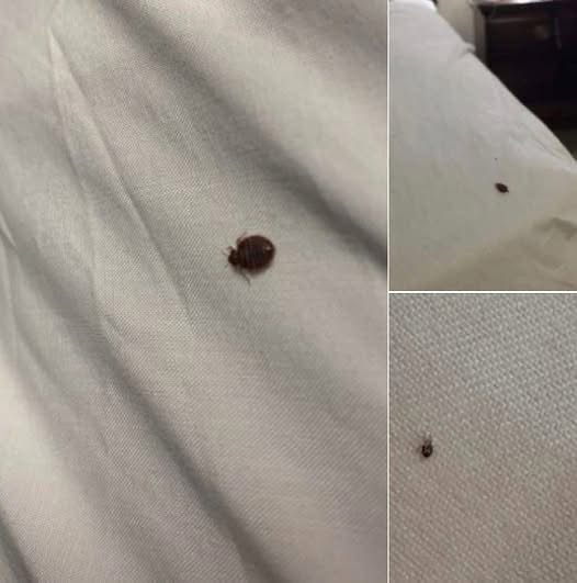 How to Handle Ticks in Your Home