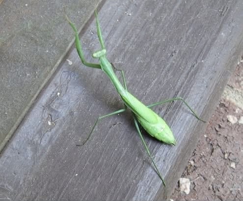 When this insect lands on you, BE CAREFUL. Here’s what the Universe is trying to tell you