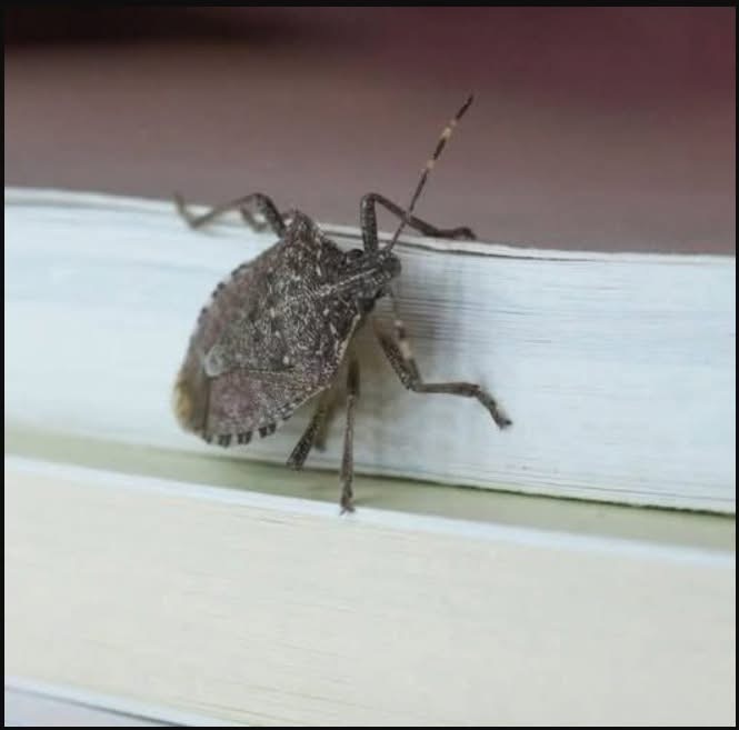 Spot this bug indoors? Here’s where you need to go right away…