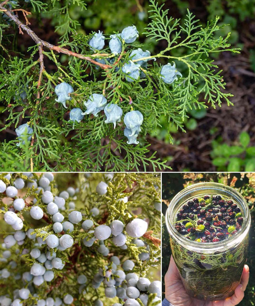 If this plant is in your yard, you could be richer than you think.