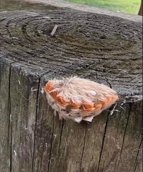 Mom sees her kids with little furry animal in park – looks closer and realizes big danger