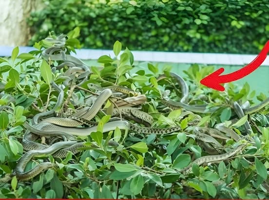 Avoid These Snake Attracting Plants in Your Home or Garden