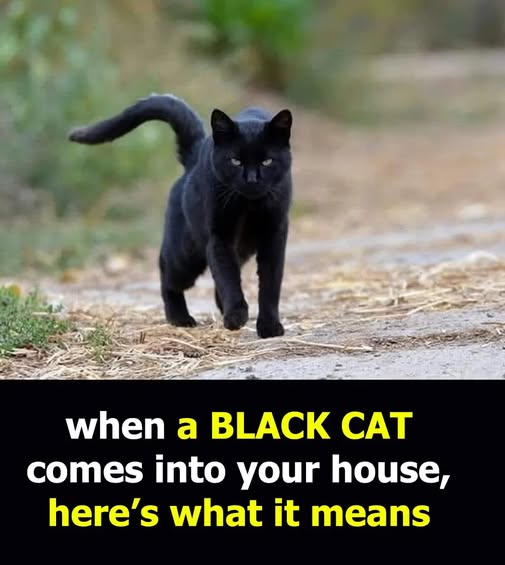 What’s the Significance of Encountering a Black Cat?