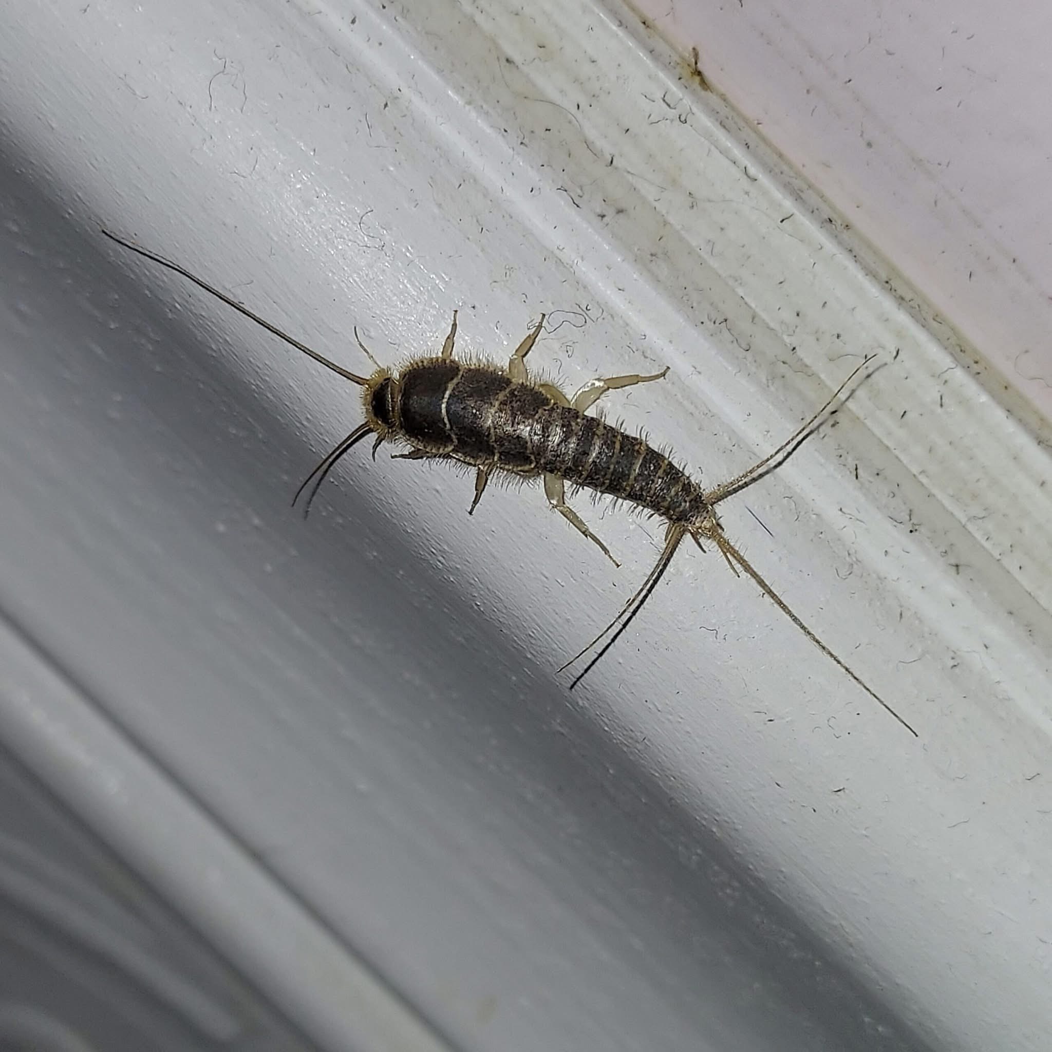 This Is What Seeing This Insect Indoors Could Indicate