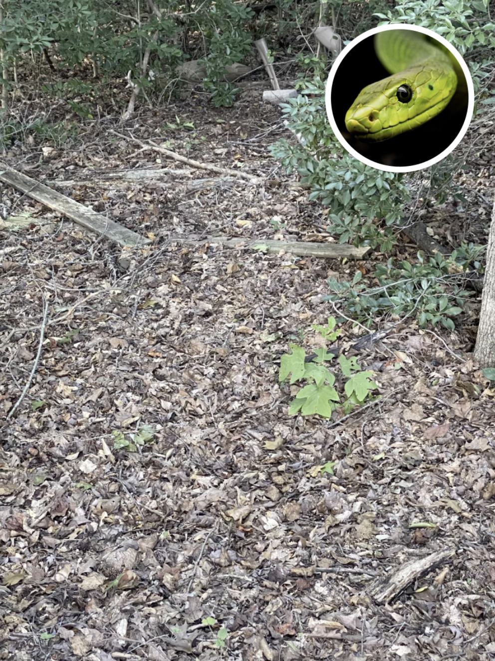 Can You Spot the Hidden Snake? Only People with Sharp Eyes Can!
