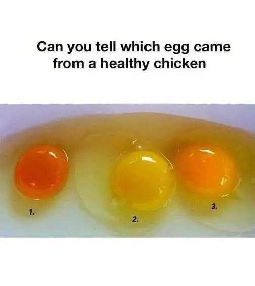 How to Tell If an Egg Came from a Healthy Chicken: 6 Signs of Superior Quality