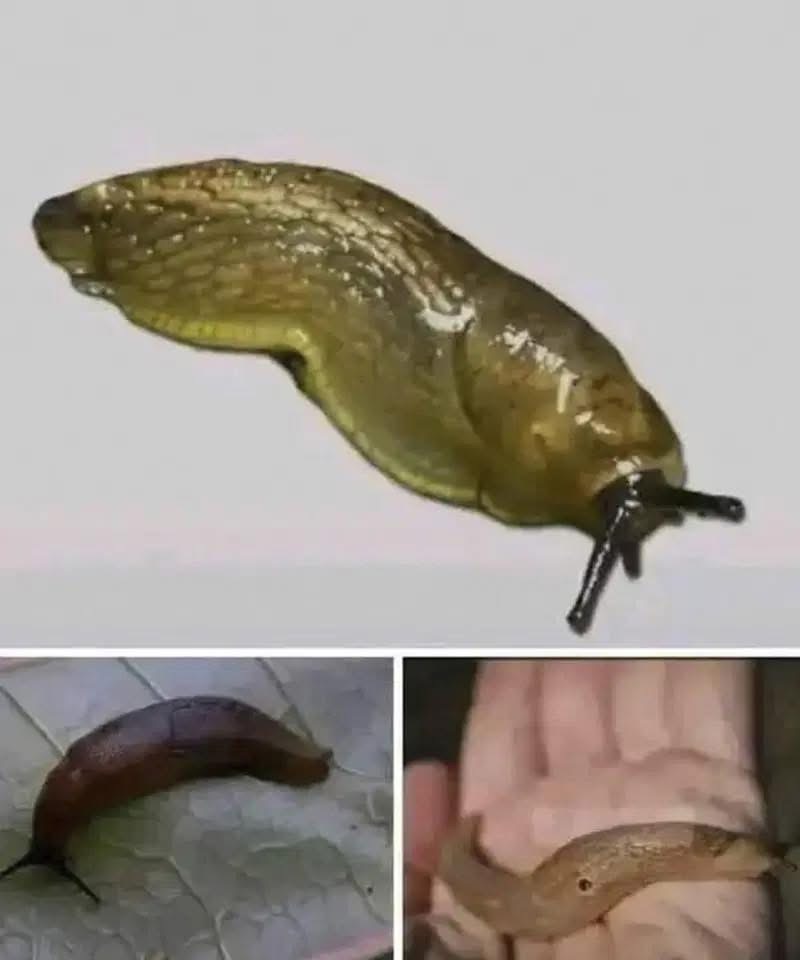 If a slug shows up in your home, it could indicate that you have…