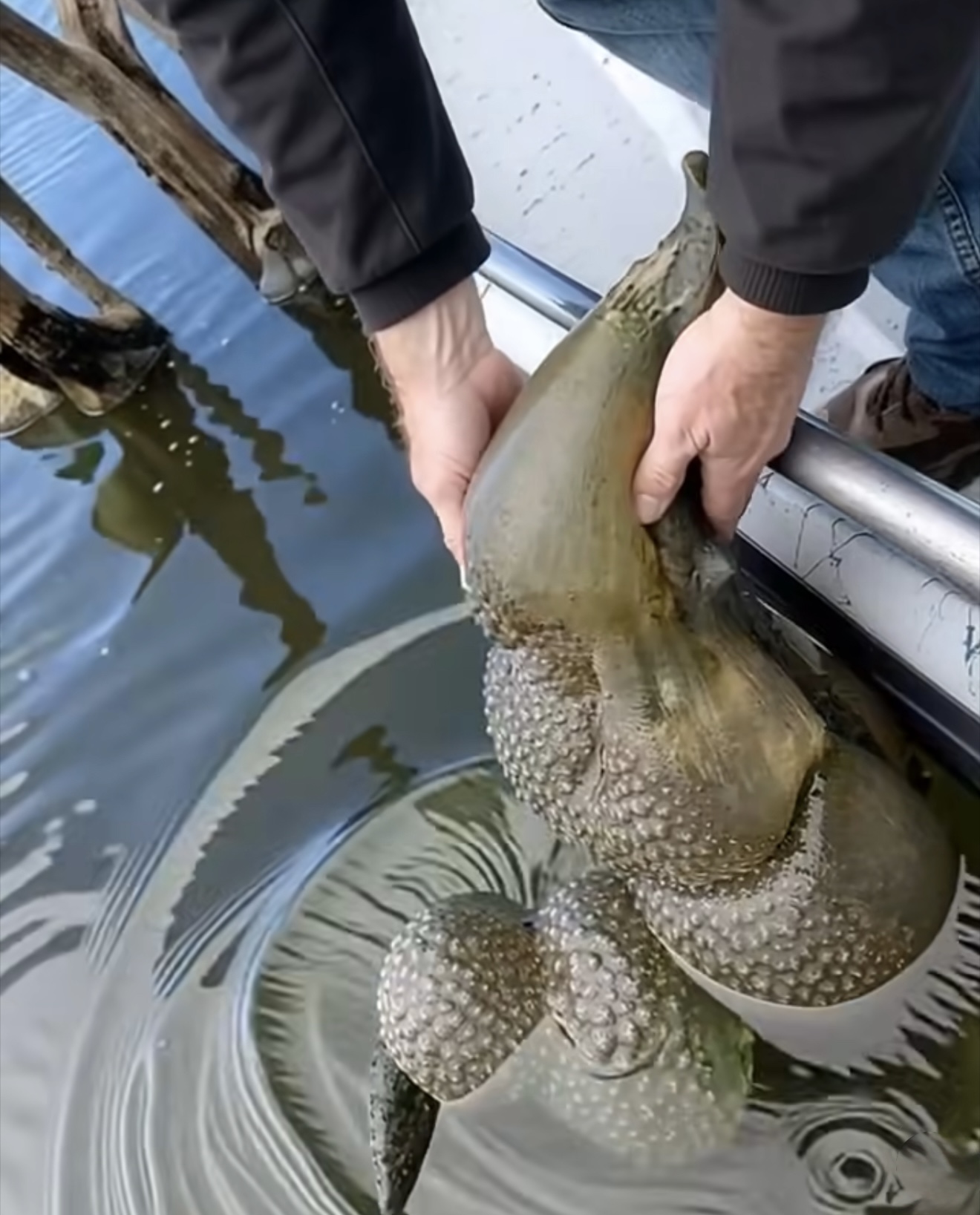 Mysterious Jelly-Like Blobs in Oklahoma Lake Identified as Ancient, Harmless Creatures