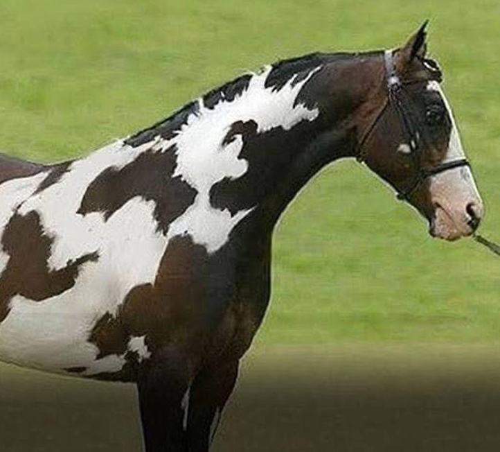 Can You Solve the Second Horse Illusion