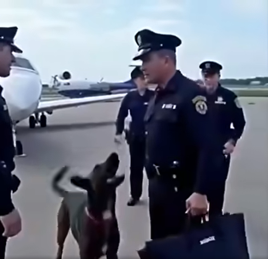 A Police Dog Blocked a Pilot from Boarding—The Discovery Below Made Everyone Flee!
